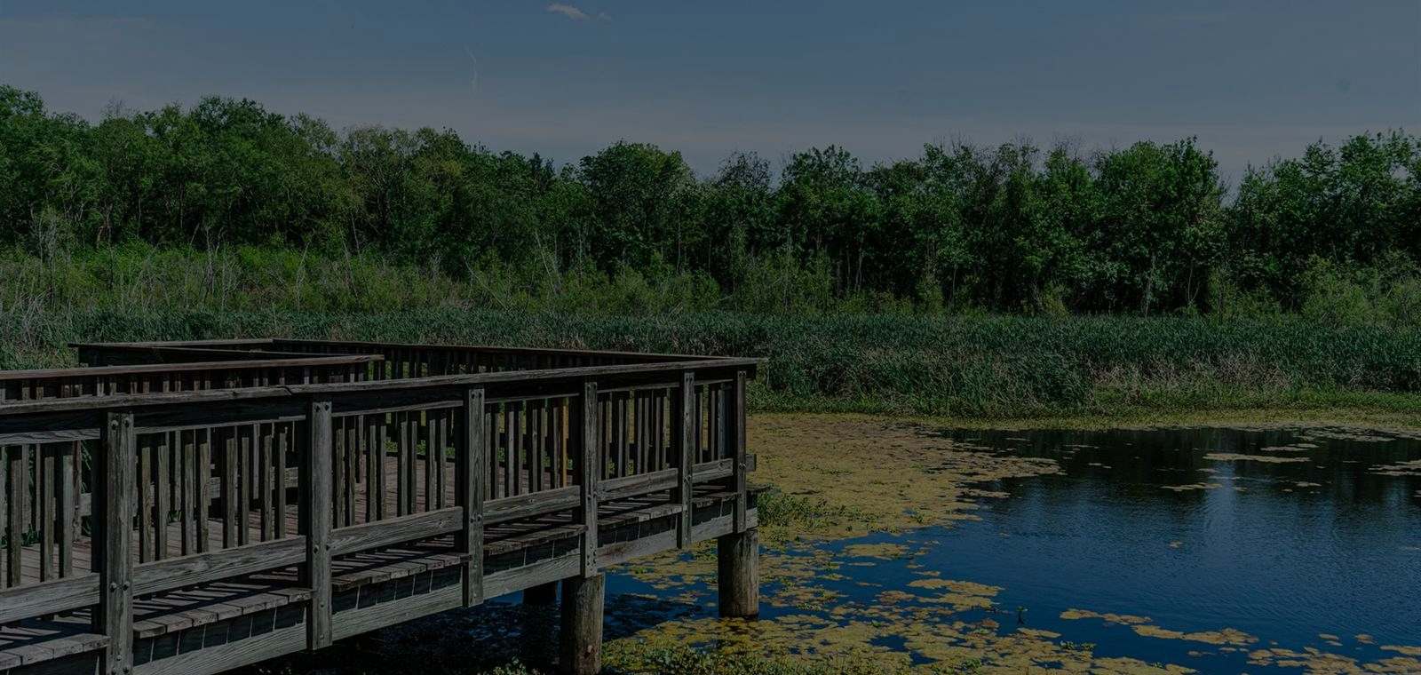Boardwalk running out across a Louisiana marsh pond