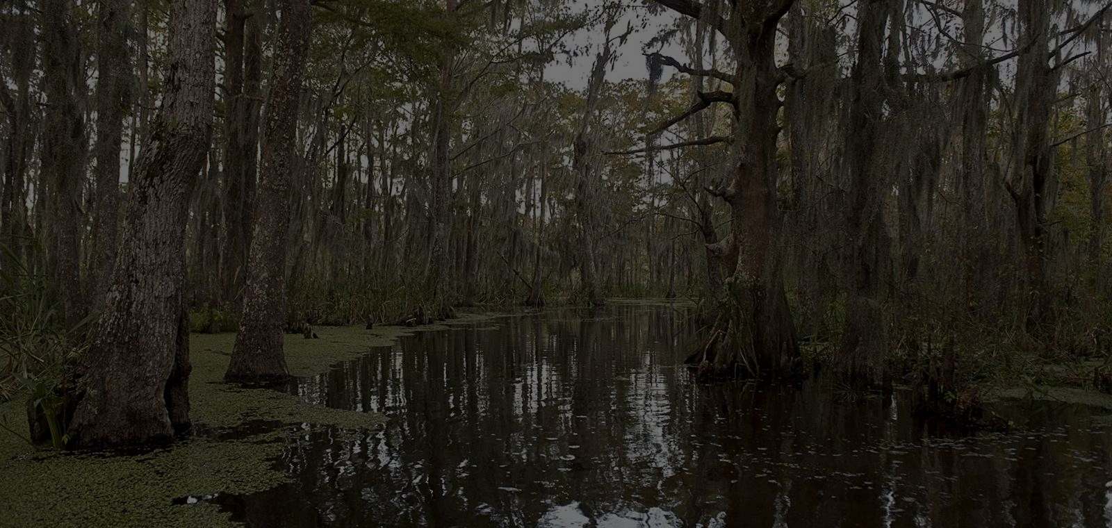 Cypress swamp draped in Spanish moss, south Louisiana